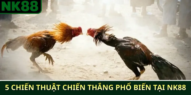 Những chiến thuật chiến thắng đá gà phổ biến tại NK88 3 5 chiến thuật chiến thắng phổ biến tại NK88
