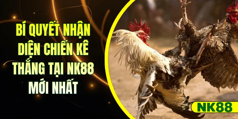 Bí quyết nhận diện chiến kê thắng tại NK88 mới nhất