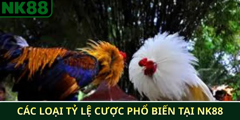 Cách đọc bảng tỷ lệ cược đá gà NK88 chi tiết cho người mới 3 Các loại tỷ lệ cược phổ biến tại NK88
