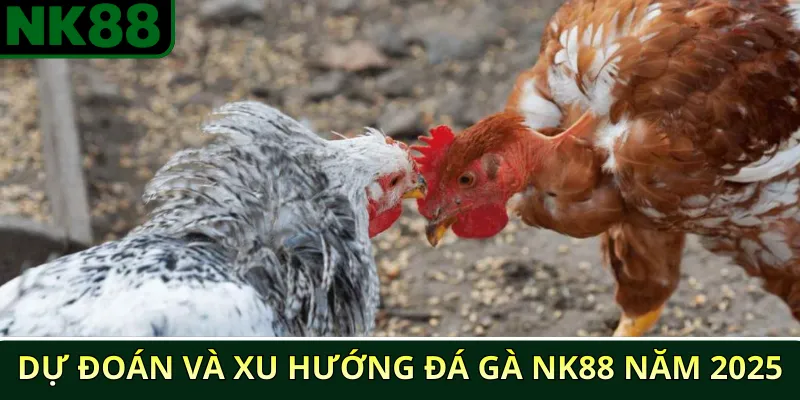 Tổng hợp các giải đấu đá gà NK88 nổi bật năm 2025 4 Dự đoán và xu hướng đá gà NK88 năm 2025