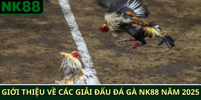 Tổng hợp các giải đấu đá gà NK88 nổi bật năm 2025 2 Giới thiệu về các giải đấu đá gà NK88 năm 2025