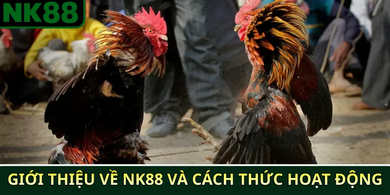 Những chiến thuật chiến thắng đá gà phổ biến tại NK88 2 Giới thiệu về NK88 và cách thức hoạt động