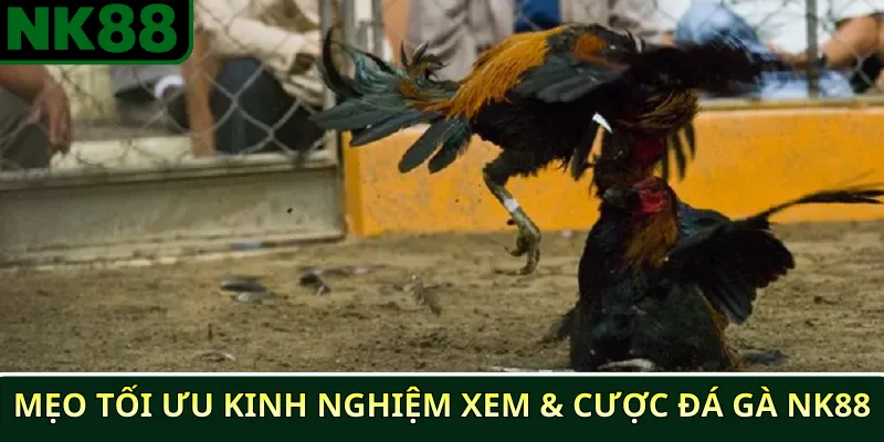 Lịch Thi Đấu Đá Gà NK88 Cập Nhật Mới Nhất 2025 4 Mẹo Tối Ưu Kinh Nghiệm Xem & Cược Đá Gà NK88