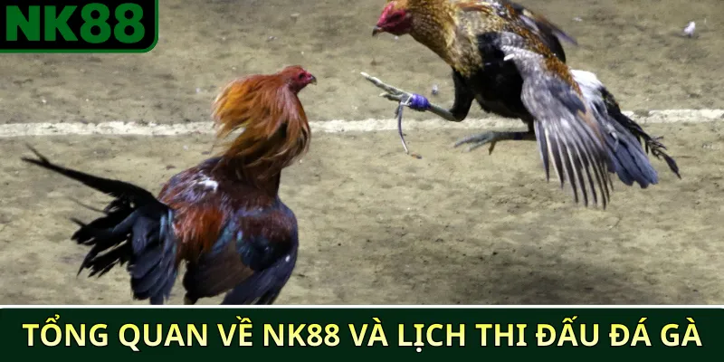 Lịch Thi Đấu Đá Gà NK88 Cập Nhật Mới Nhất 2025 2 Tổng Quan Về NK88 Và Lịch Thi Đấu Đá Gà